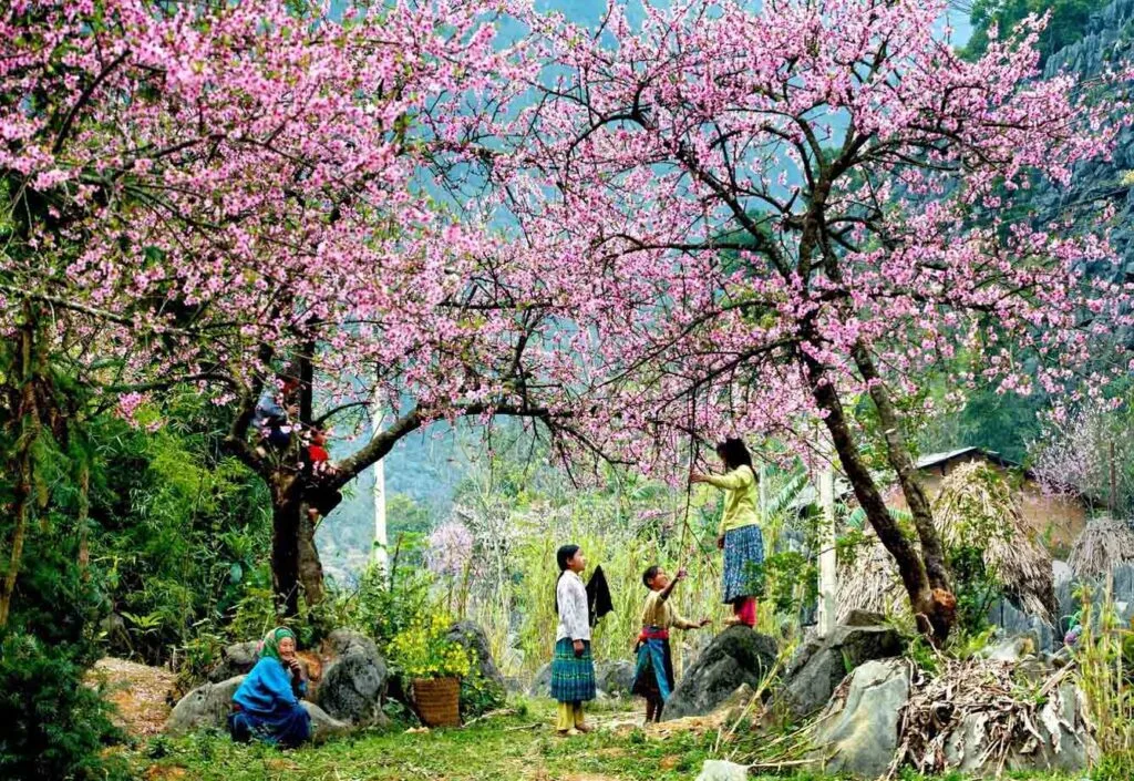 Giant cherry blossom trees in Sapa