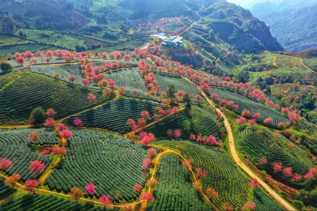 Sapa's spring tea fields: A sight to behold
