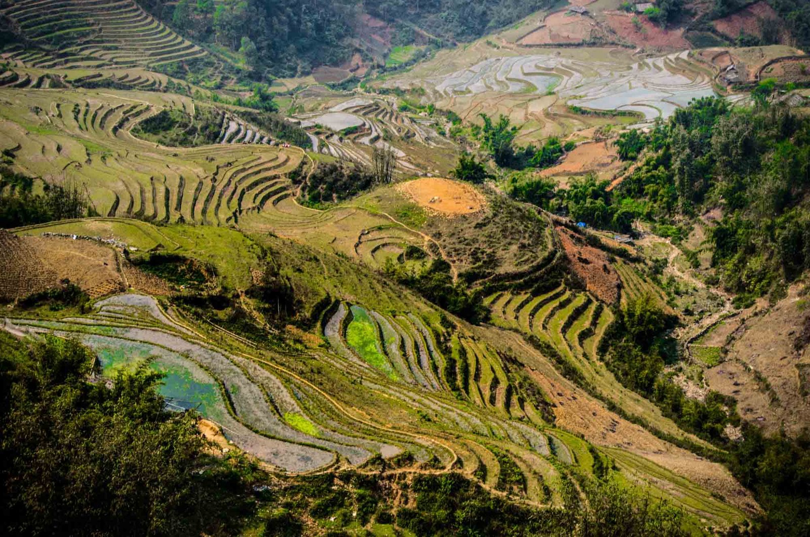 The beautiful rice terraces in Sapa