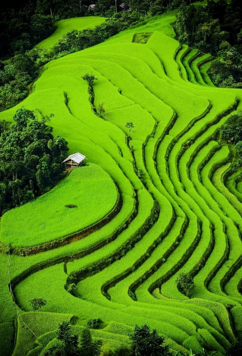 The beautiful rice terraces in Sapa