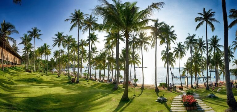 coconut trees and green grass