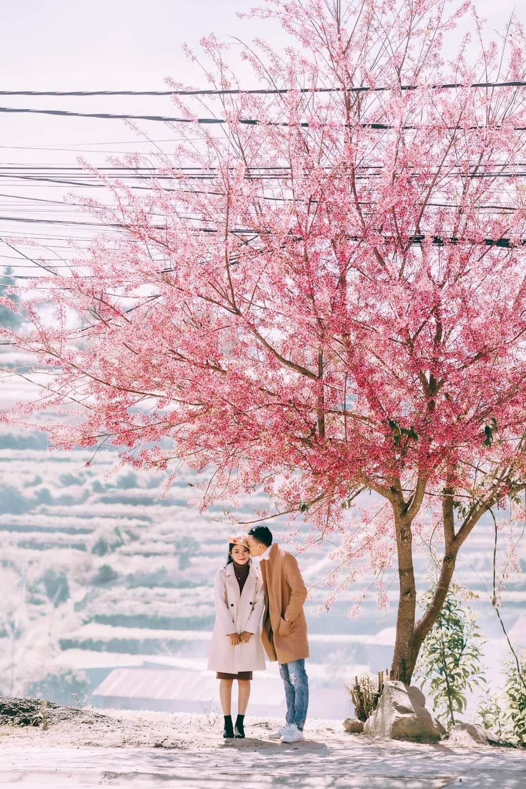 peach blossom couple