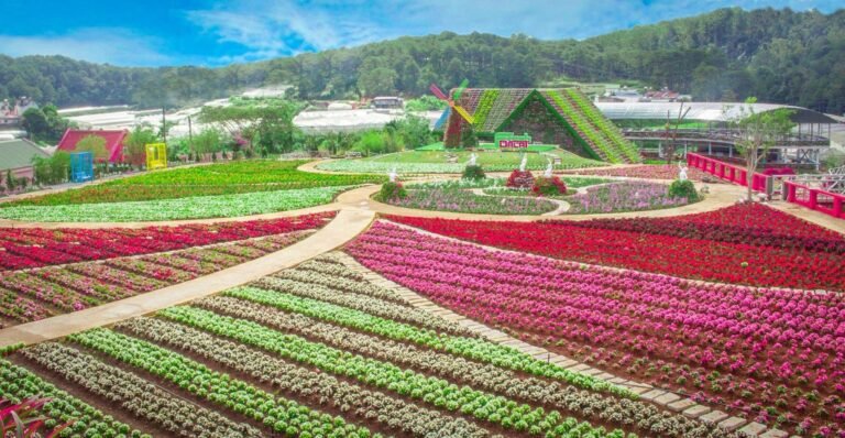 Dalat flower color