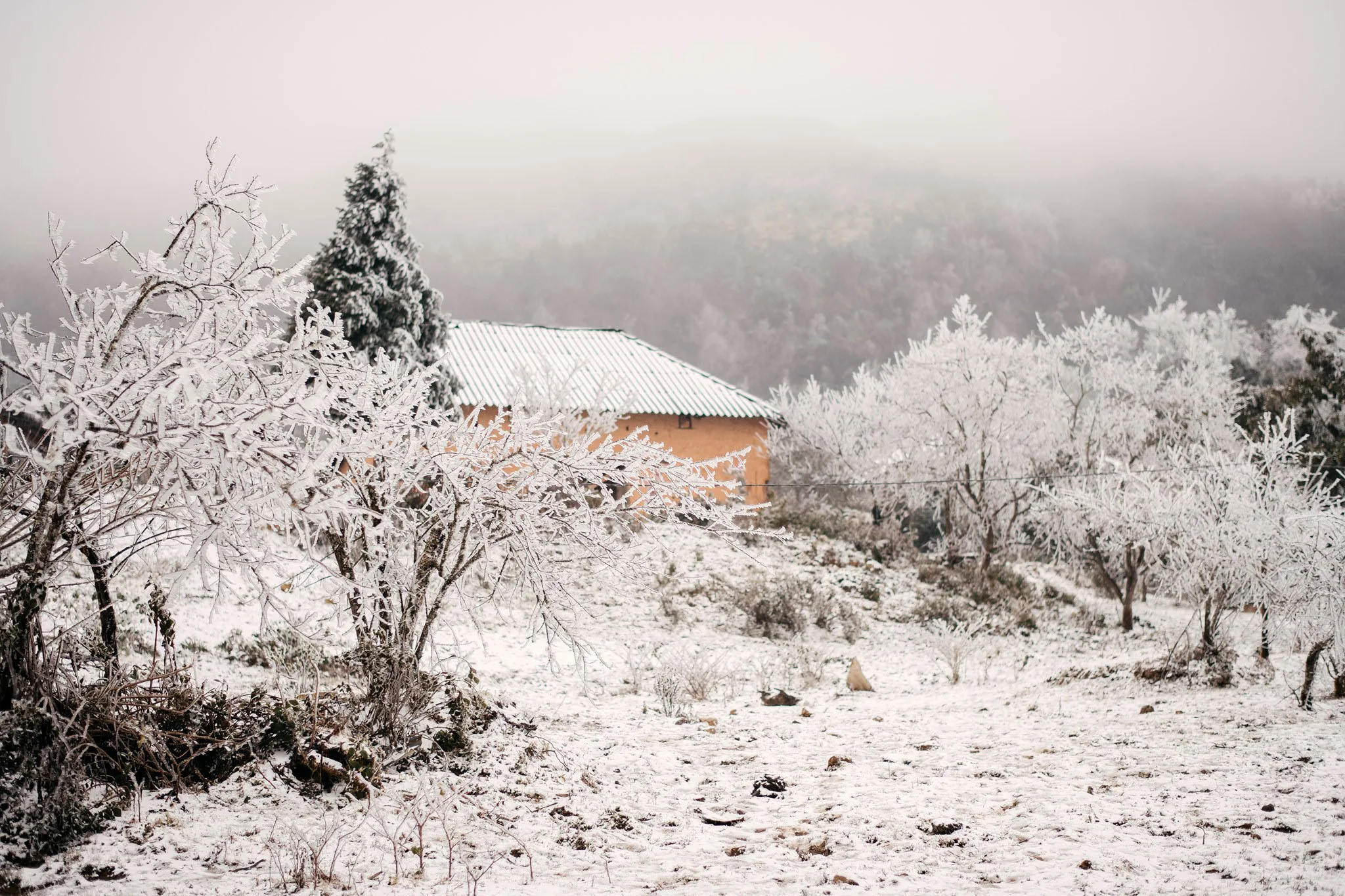 White snow covers Sapa in winter
