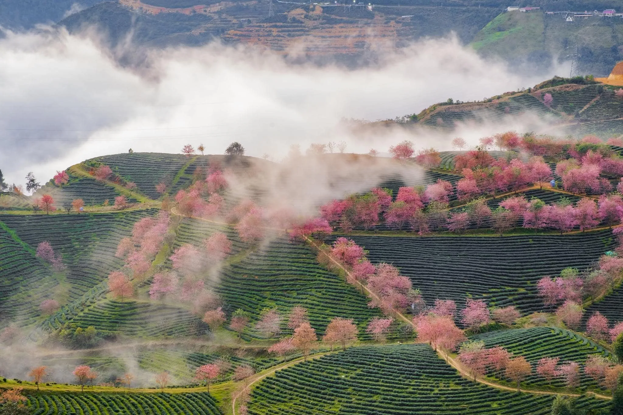 Sapa's vibrant colors in spring