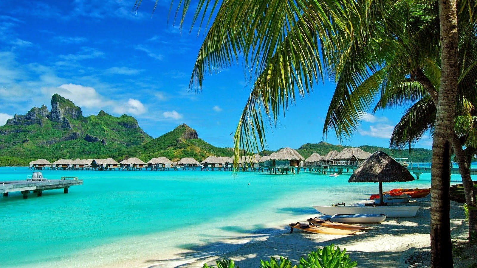 coconut trees and green grass