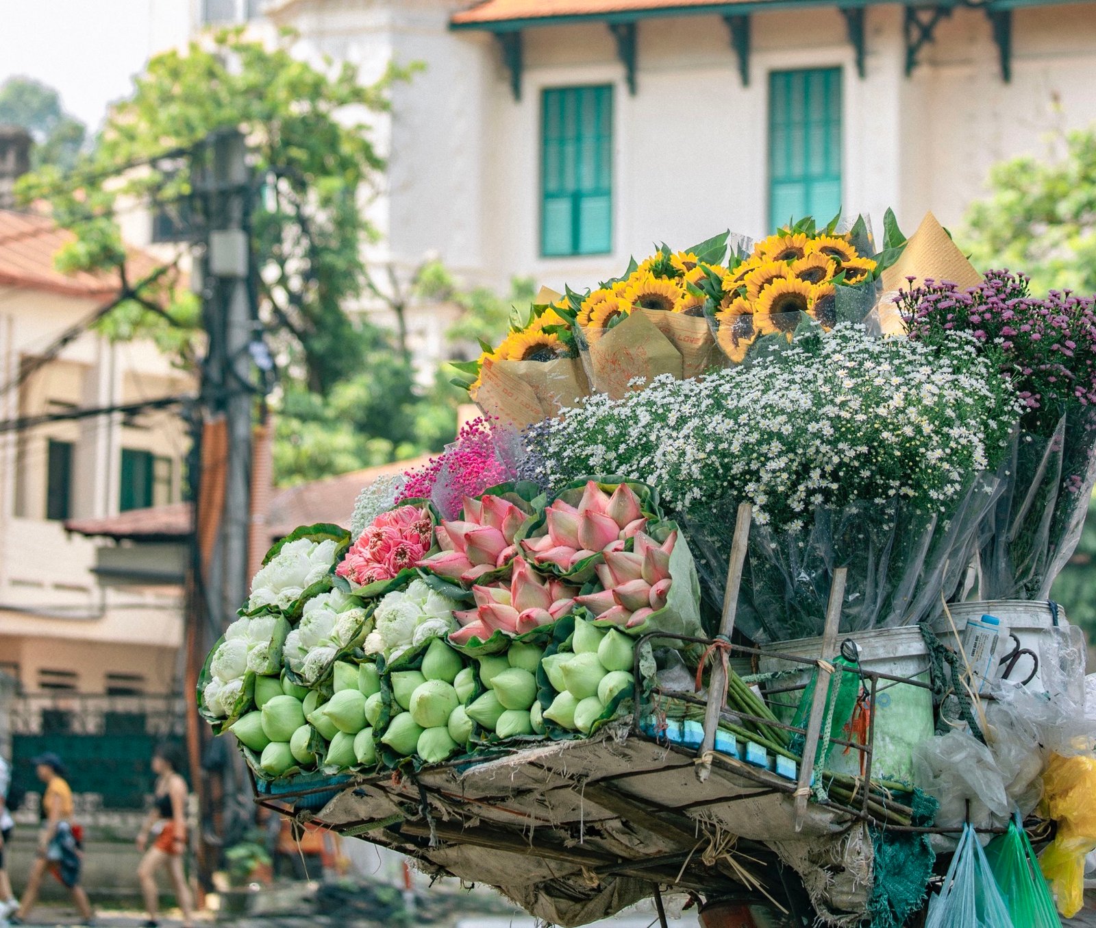 Hanoi's flower colors