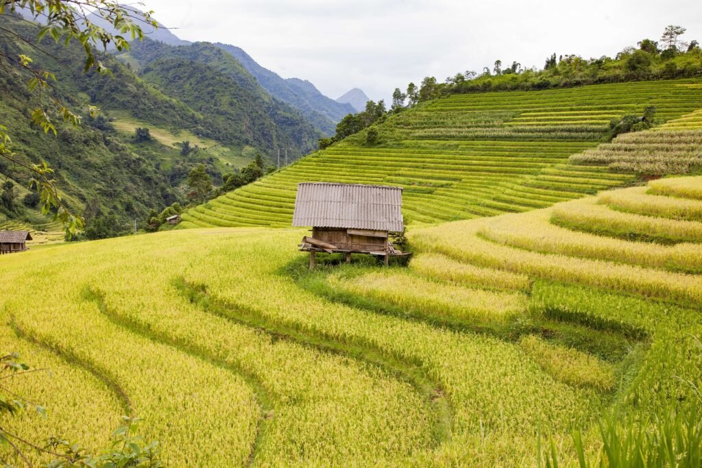 ripe rice season