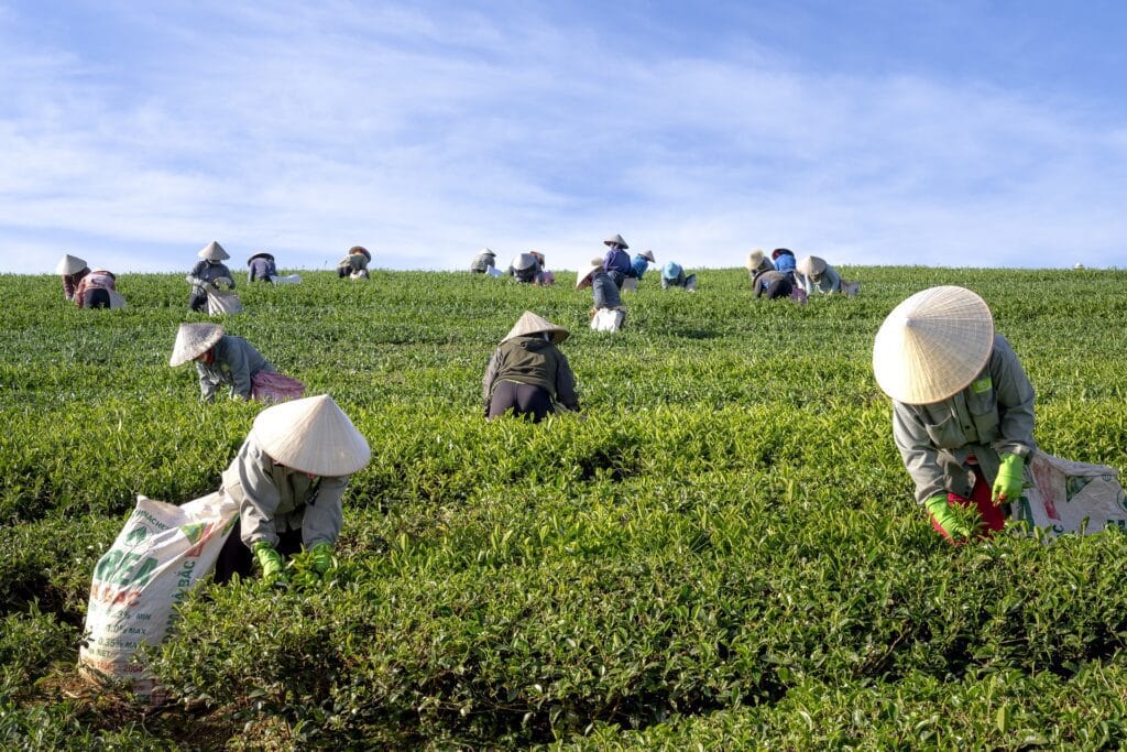 tea harvesting