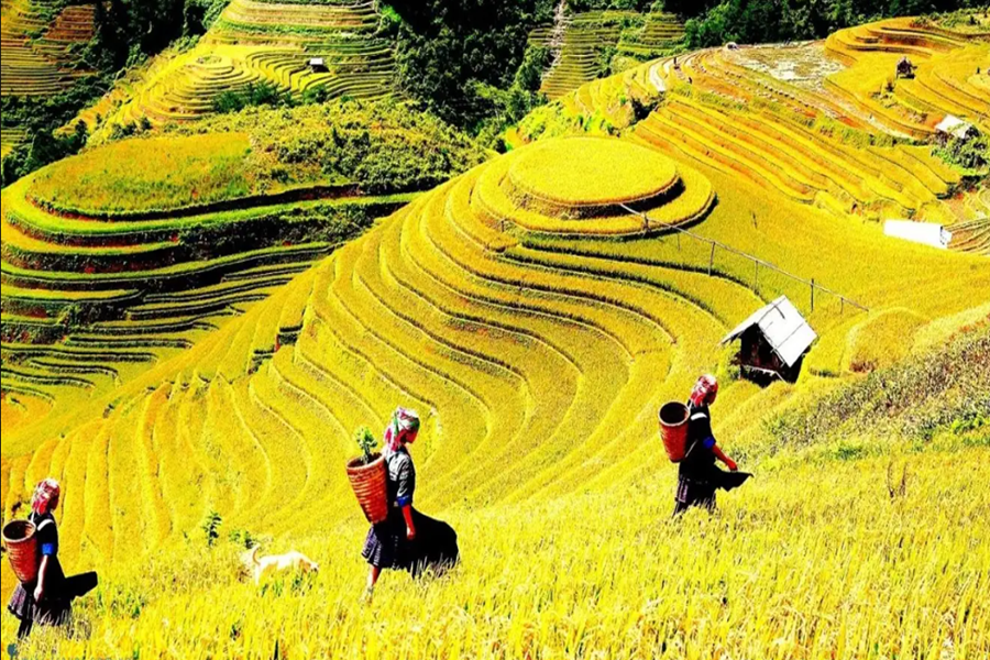 Lao Chai Village Sapa - An Ideal Attraction For Travelers - Sun Getaways