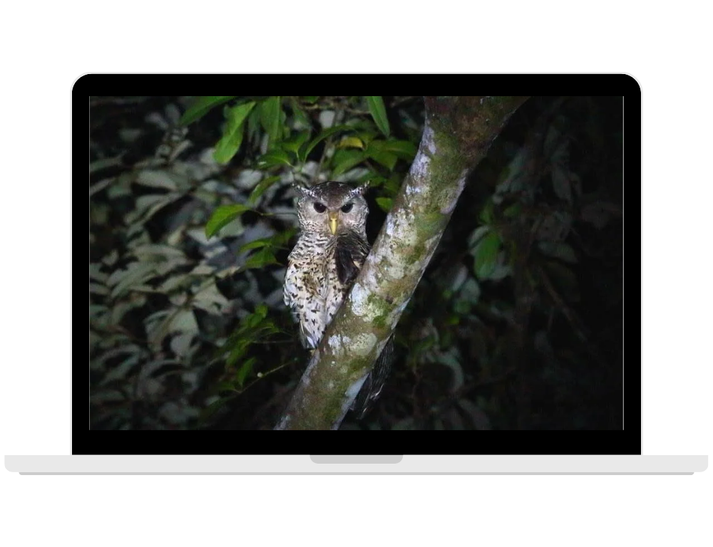 Exploring Night Tour in Cuc Phuong National Park