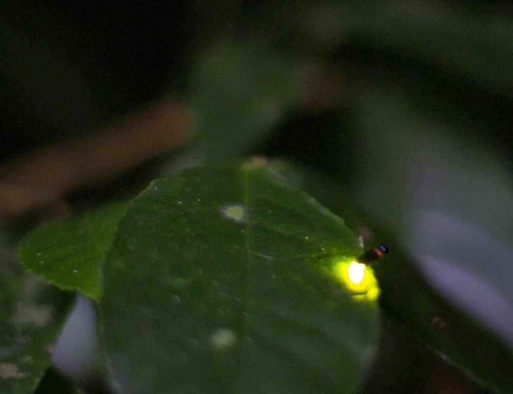 Exploring Night Tour in Cuc Phuong National Park