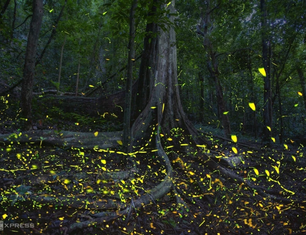 Exploring Night Tour in Cuc Phuong National Park