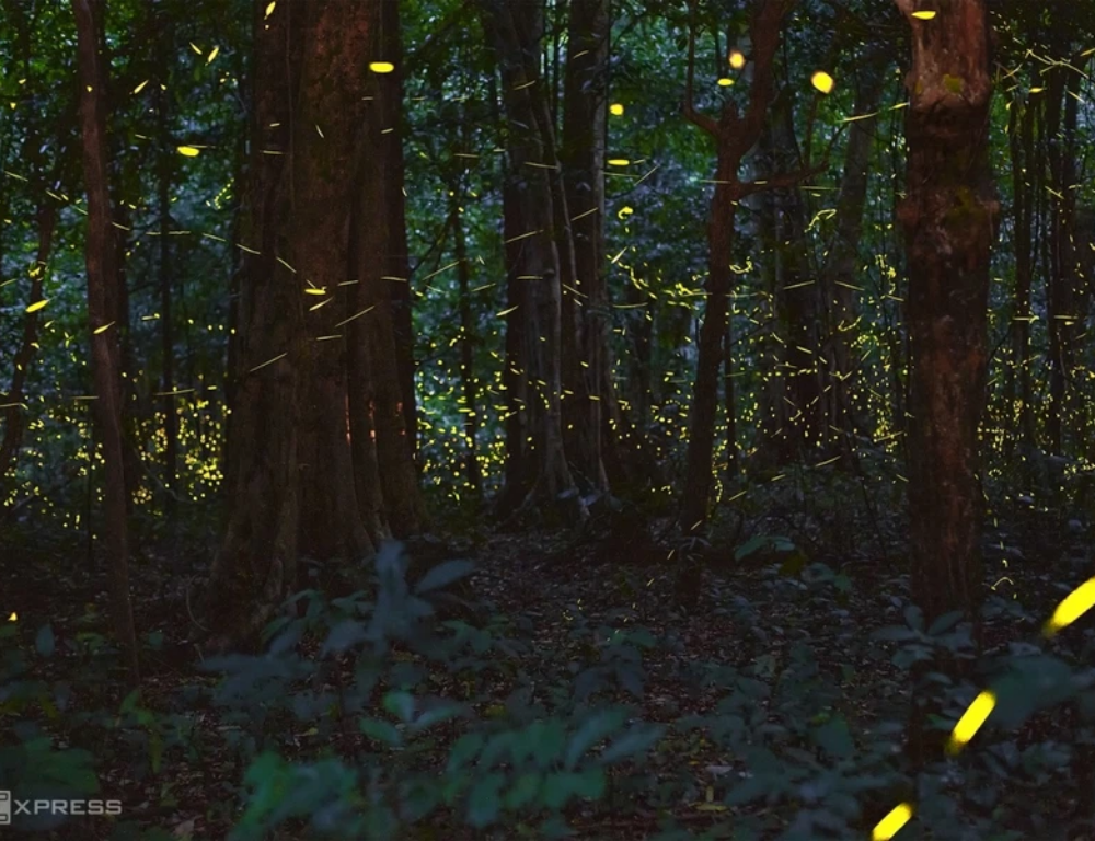 Exploring Night Tour in Cuc Phuong National Park