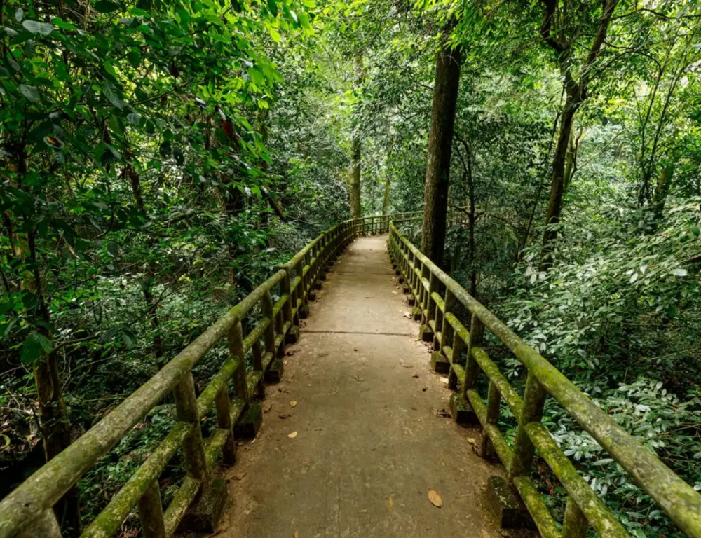 Exploring Night Tour in Cuc Phuong National Park