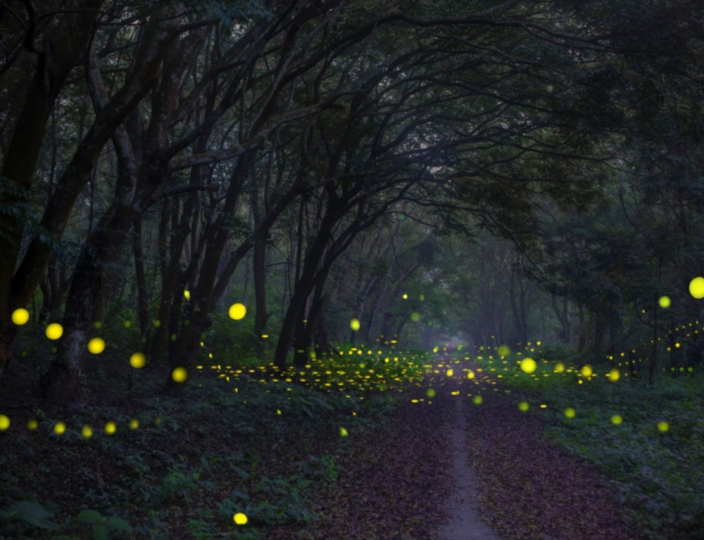 Exploring Night Tour in Cuc Phuong National Park