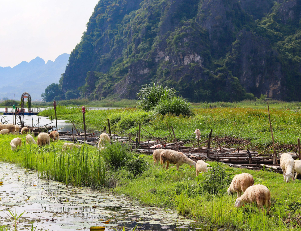 What Awaits at Van Long Nature Reserve?