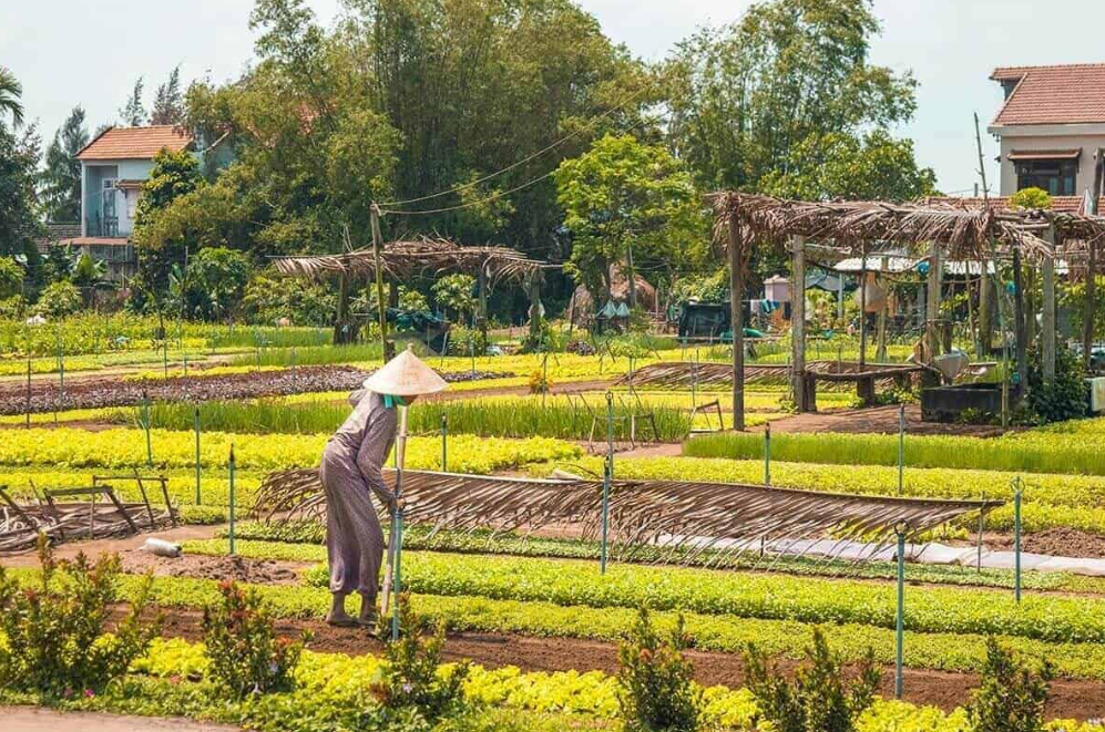 Hoi An Village Experience: Discover Traditional Occupational Village