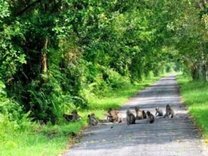 Phu Quoc National Park: A Must-Visit Biodiversity Gem!