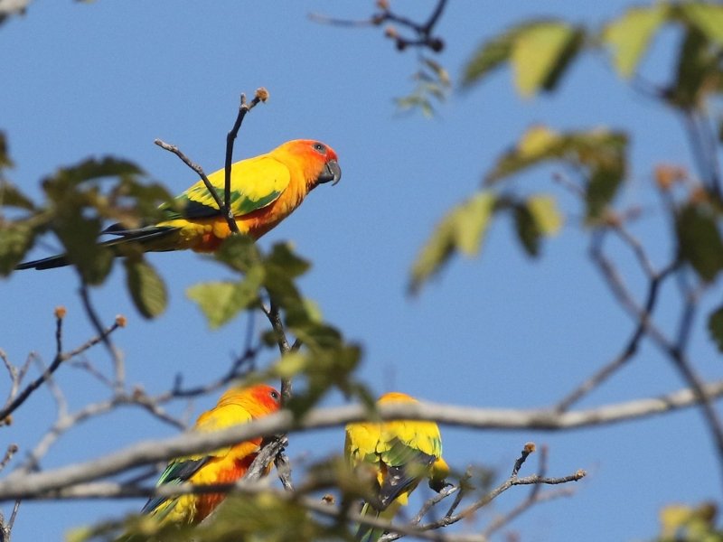 Vietnam Birdwatching: Top Destinations for Bird Lovers