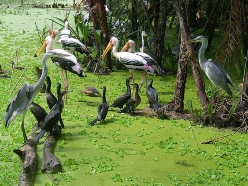 Vietnam Birdwatching: Top Destinations for Bird Lovers