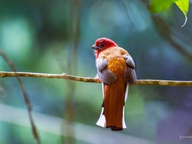 Vietnam Birdwatching: Top Destinations for Bird Lovers