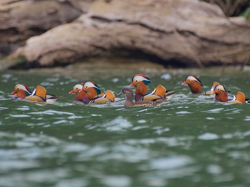 Vietnam Birdwatching: Top Destinations for Bird Lovers