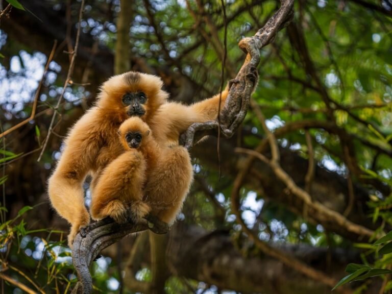 Vietnam Wildlife Tours: Best National Parks for Animal Spotting