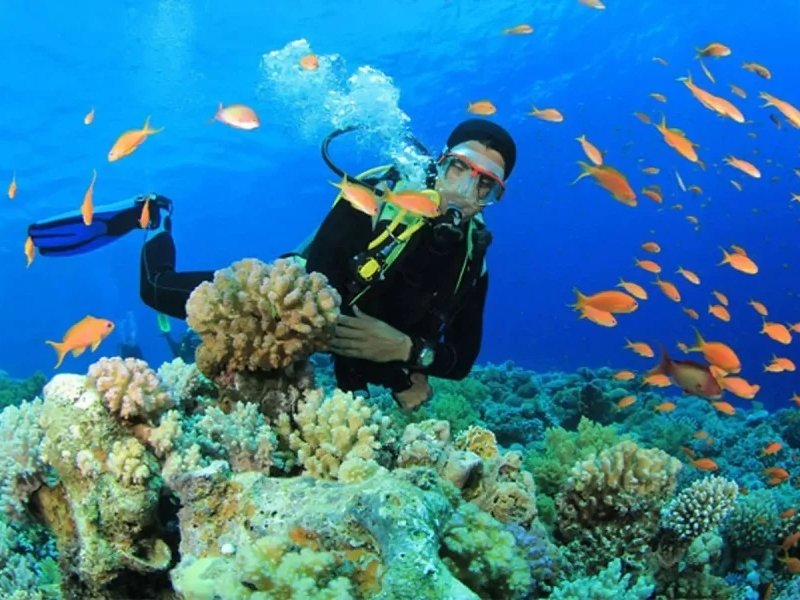 Best Scuba Diving Vietnam: Dive Into the Underwater Wonders