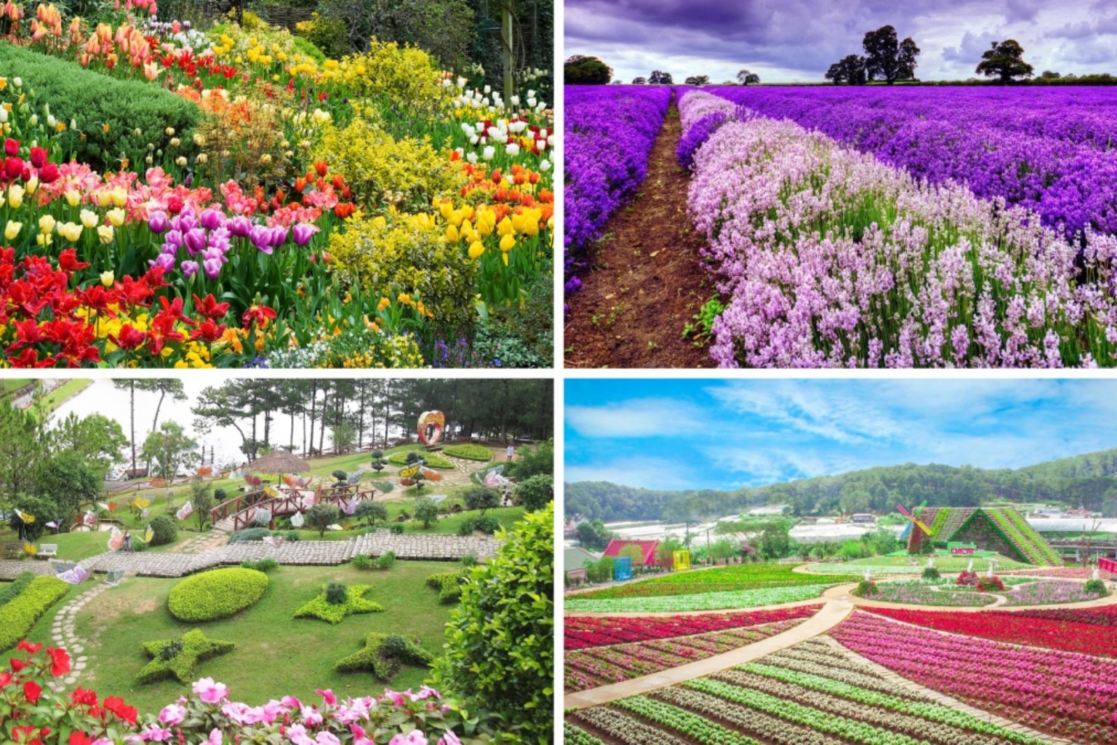 Da Lat Flower Gardens: A Blooming Paradise for Nature Lovers