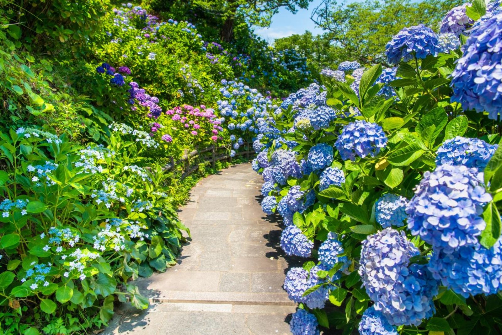 Da Lat Flower Gardens: A Blooming Paradise for Nature Lovers