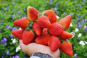 Da Lat Strawberry Picking Adventure: Sweet & Scenic!