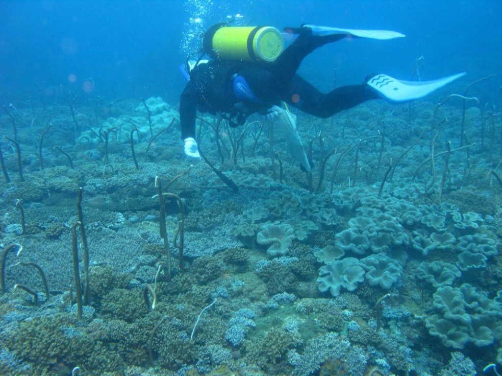 Con Dao Snorkeling