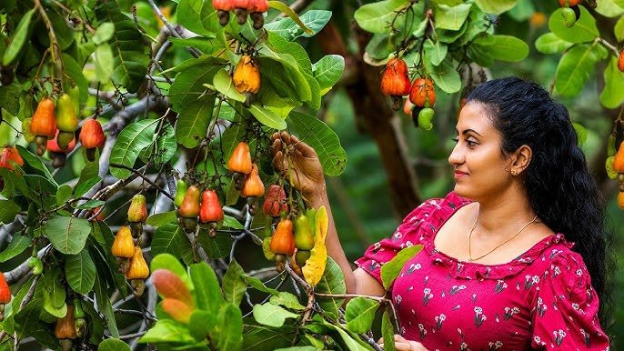 A Traveler's Insight into the Cashew Industry Vietnam