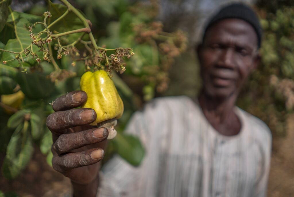A Traveler's Insight into the Cashew Industry Vietnam
