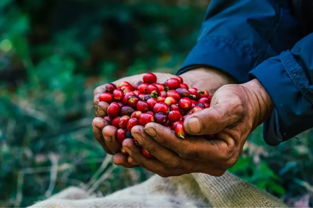 Travel Deeper: Visiting Vietnam Coffee Plantations in the Highlands