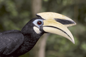Your Complete Guide to Phu Quoc Birdwatching Adventures