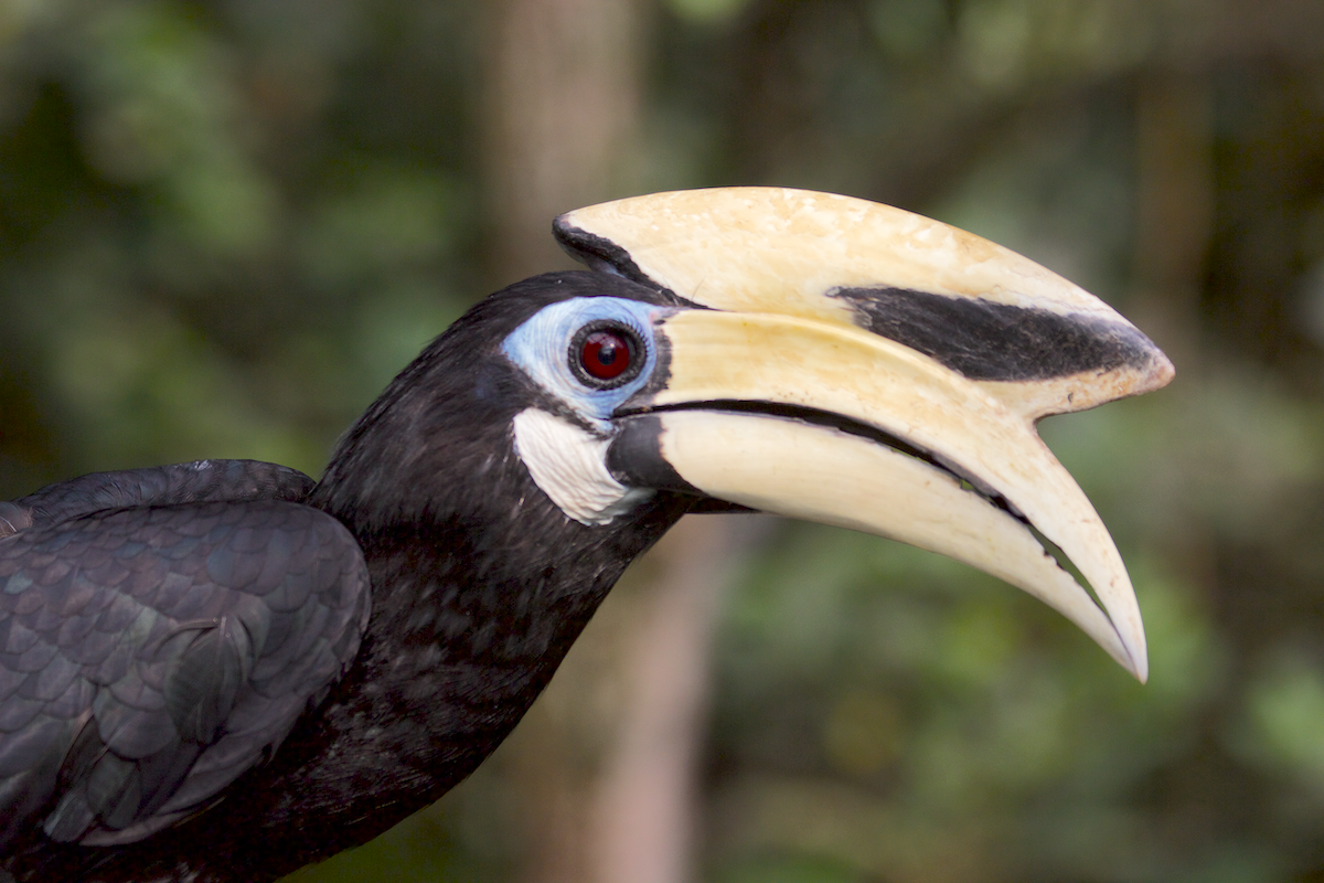 Your Complete Guide to Phu Quoc Birdwatching Adventures