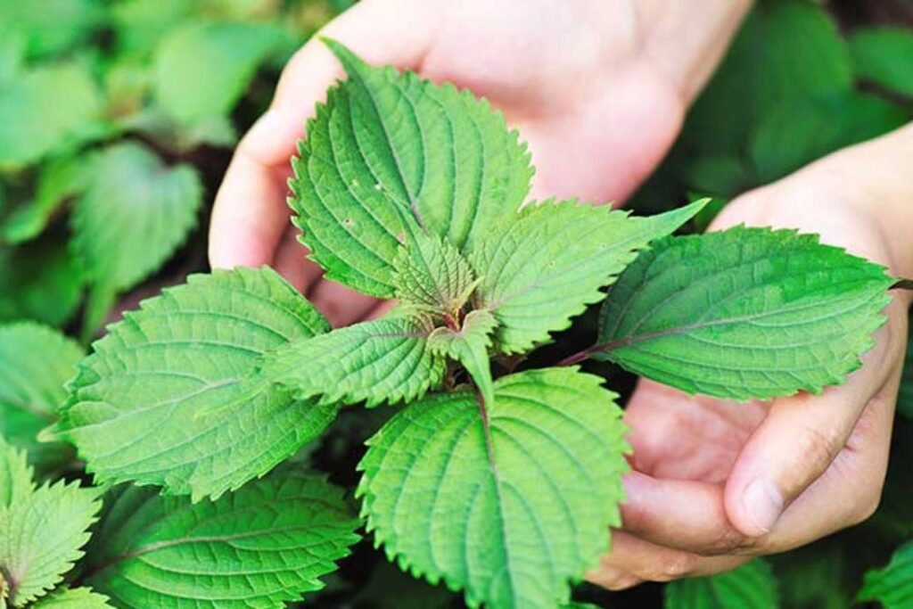 Discover Rare and Unfamiliar Ingredients