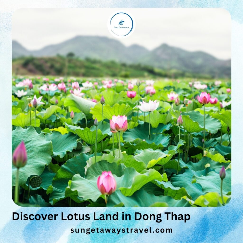 Discover Lotus Land in Dong Thap