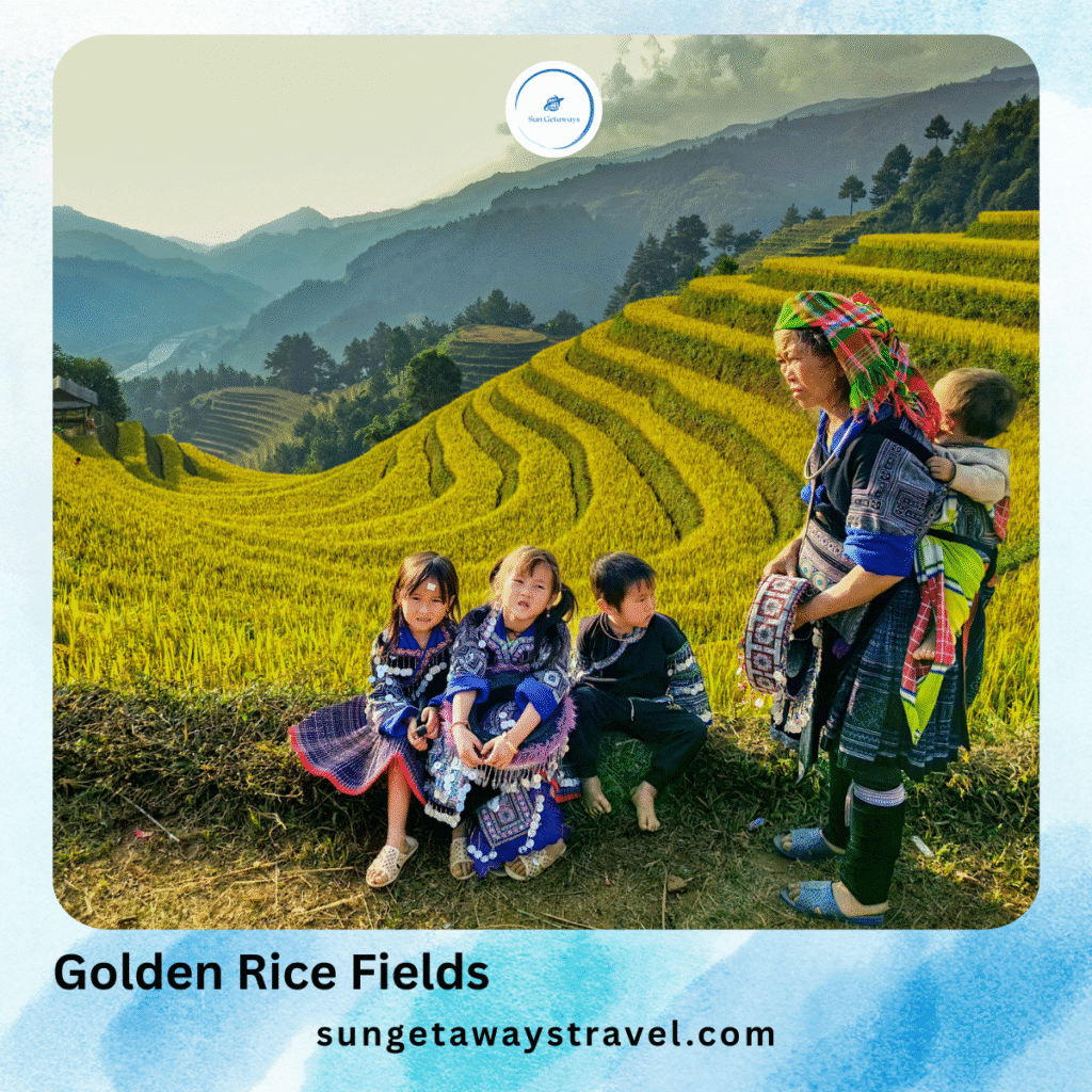 Golden Rice Fields and Harvest Time