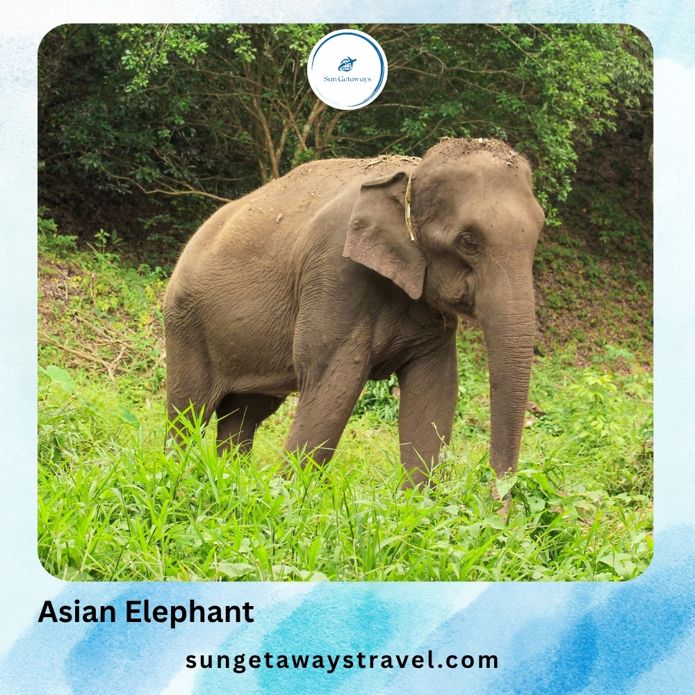 Asian Elephant