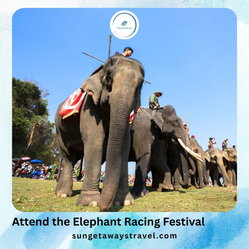 Attend the Elephant Racing Festival