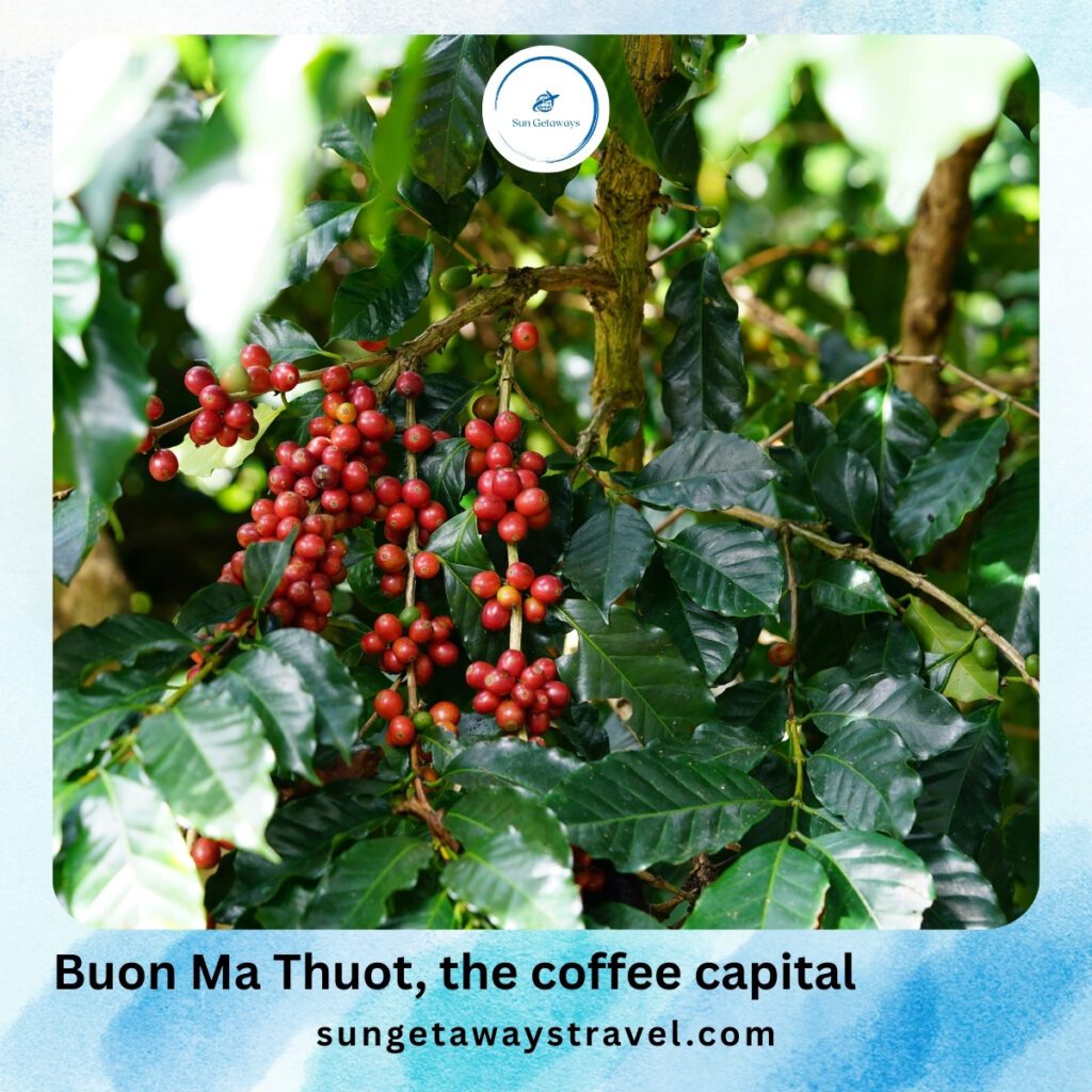 Buon Ma Thuot, the coffee capital