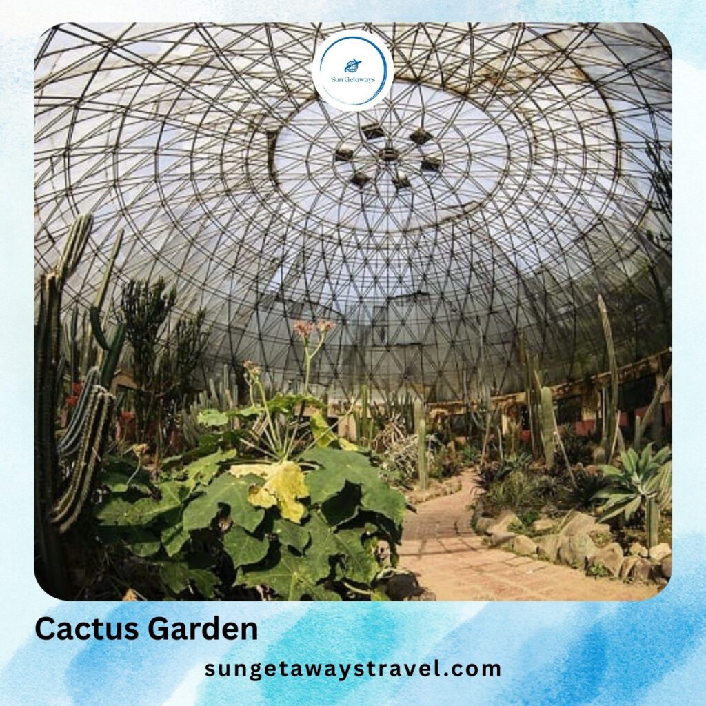 Cactus Garden