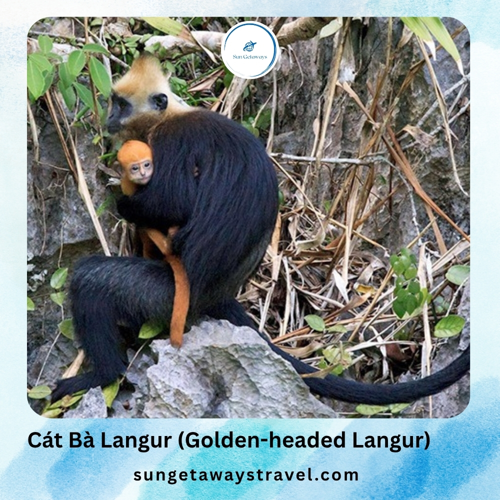 Cát Bà Langur (Golden-headed Langur)