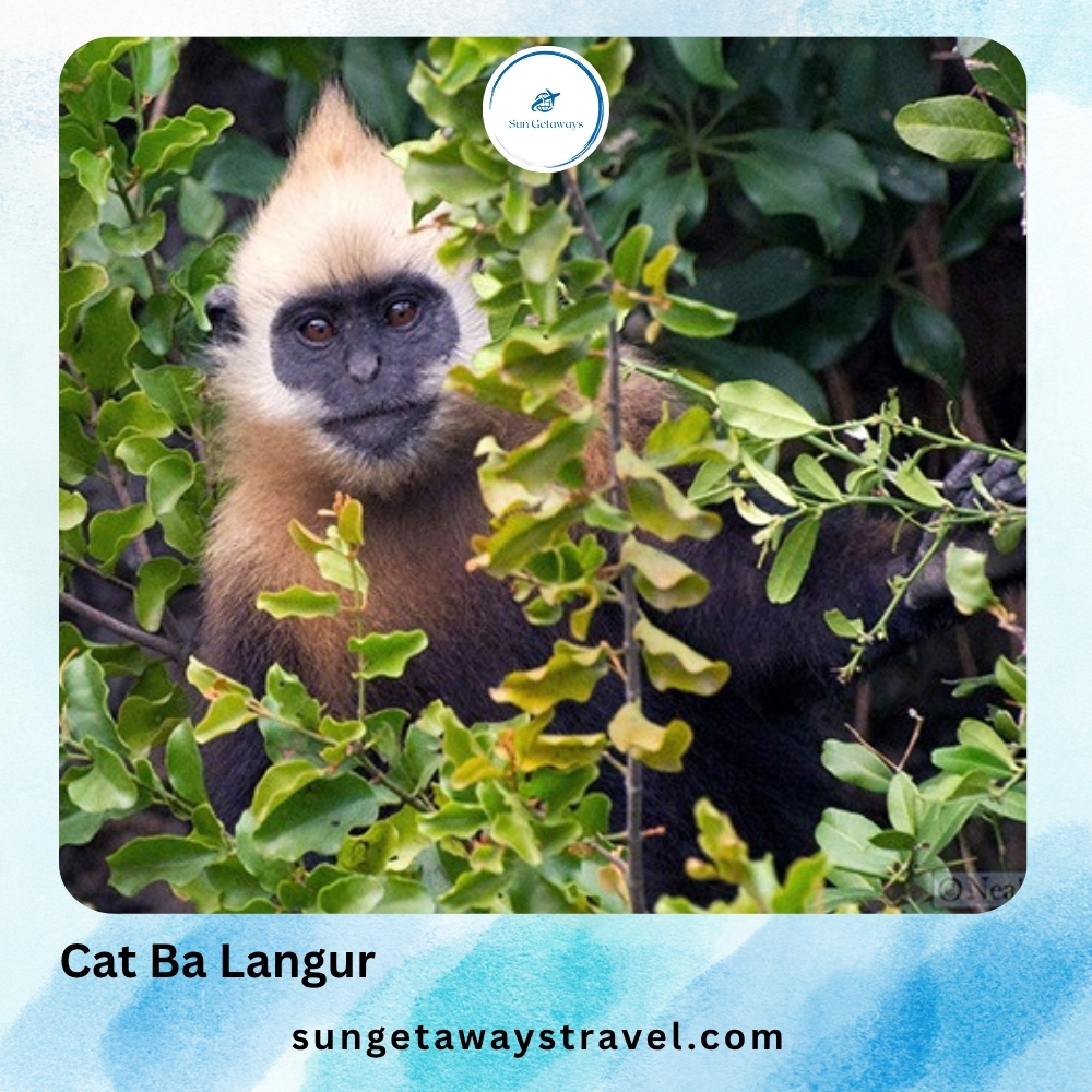 Cat Ba Langur