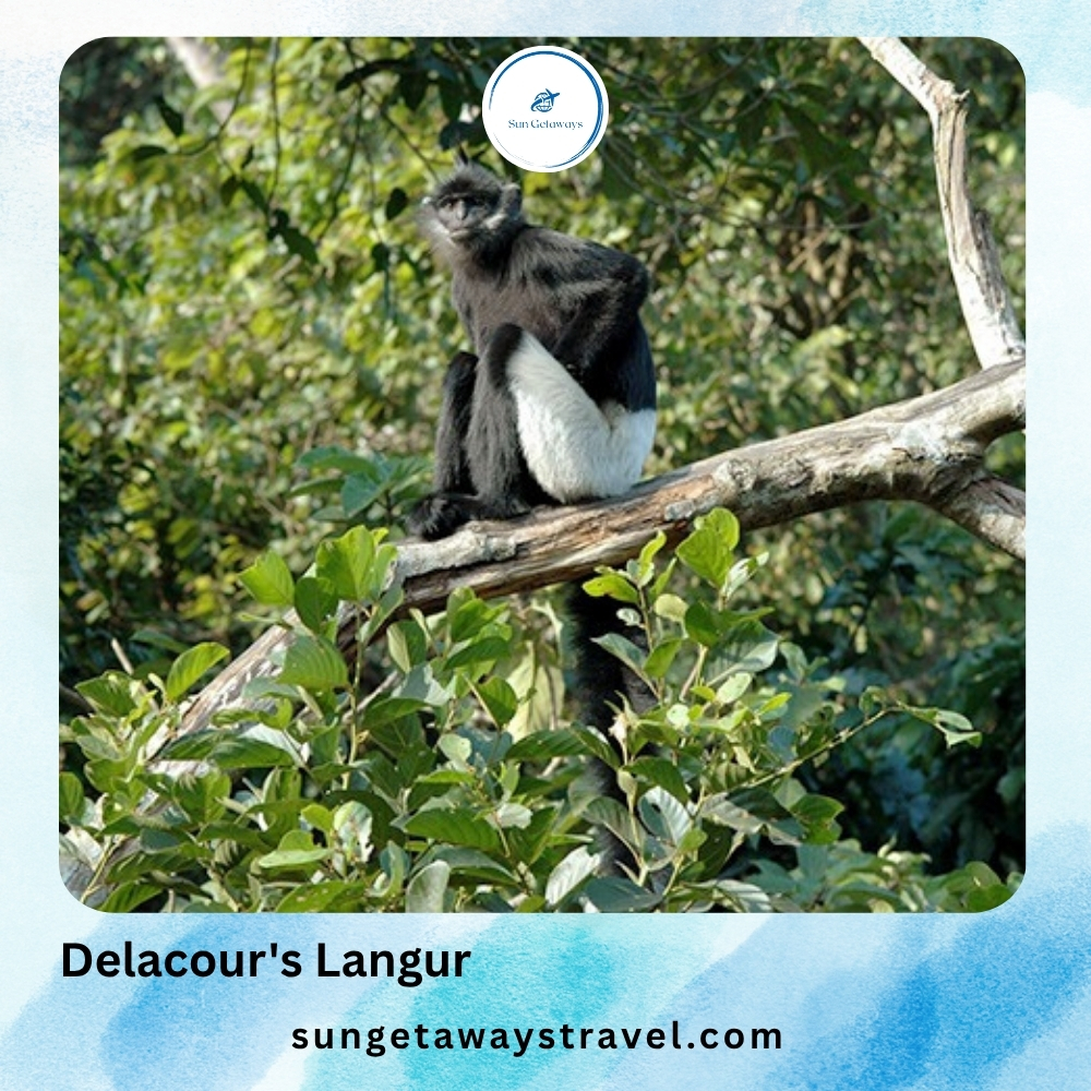 Delacour's Langur