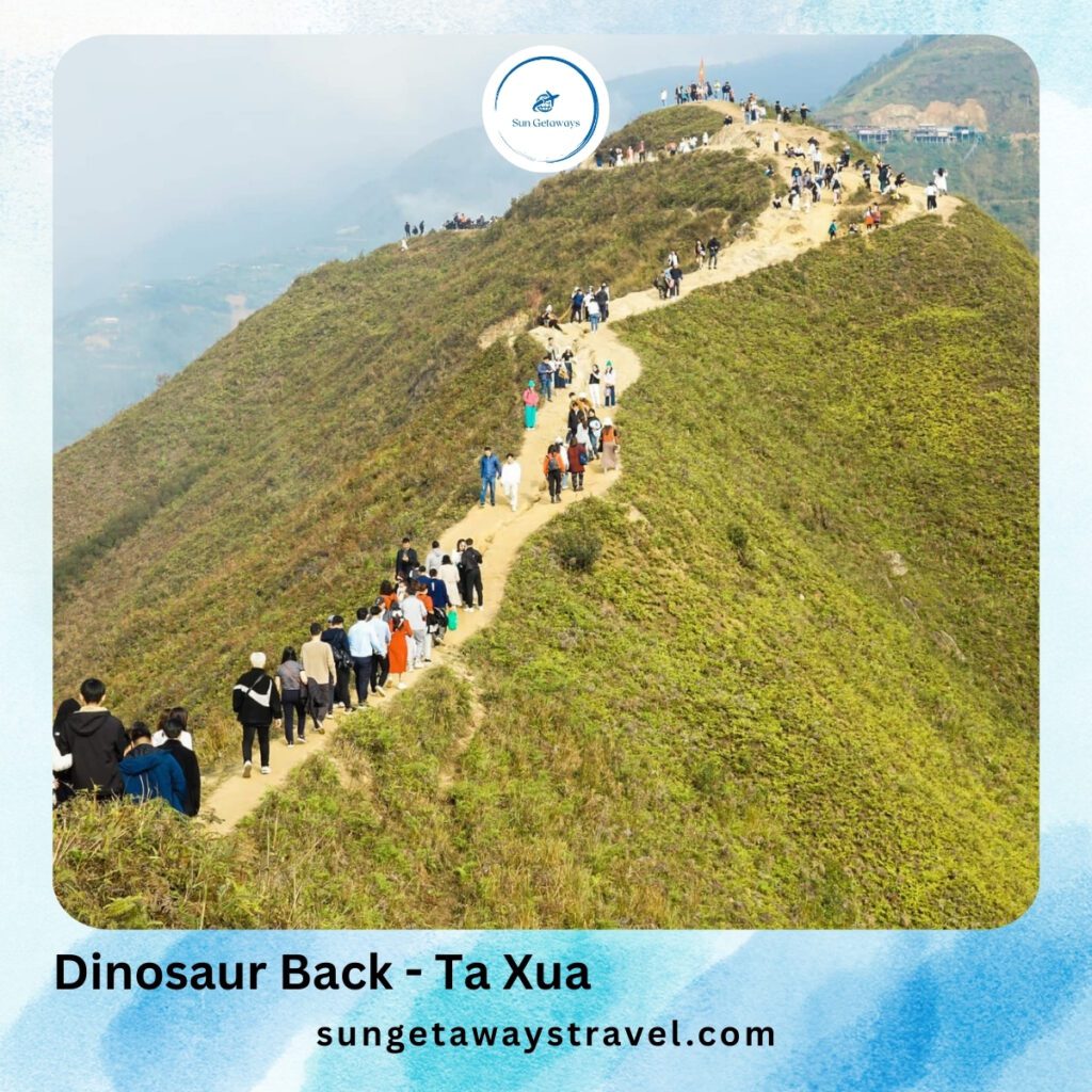Dinosaur Back - Ta Xua
