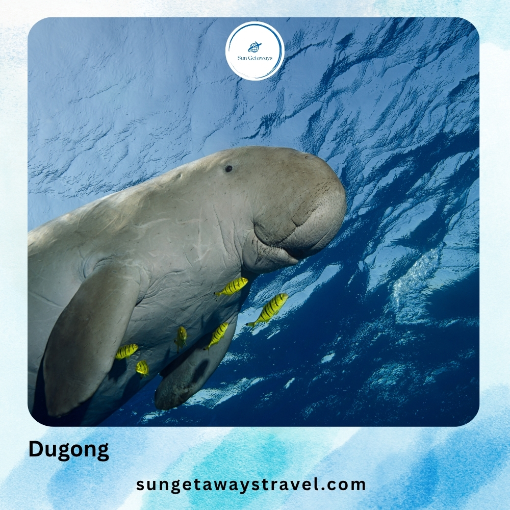 Dugong